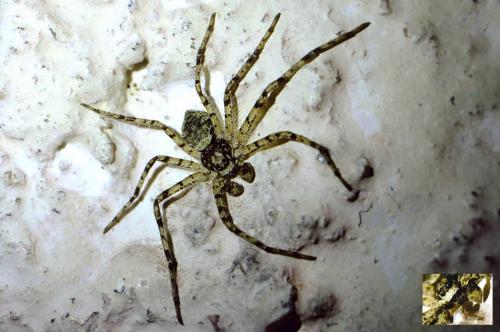 Réf. 247 430 : Philodromus sp.